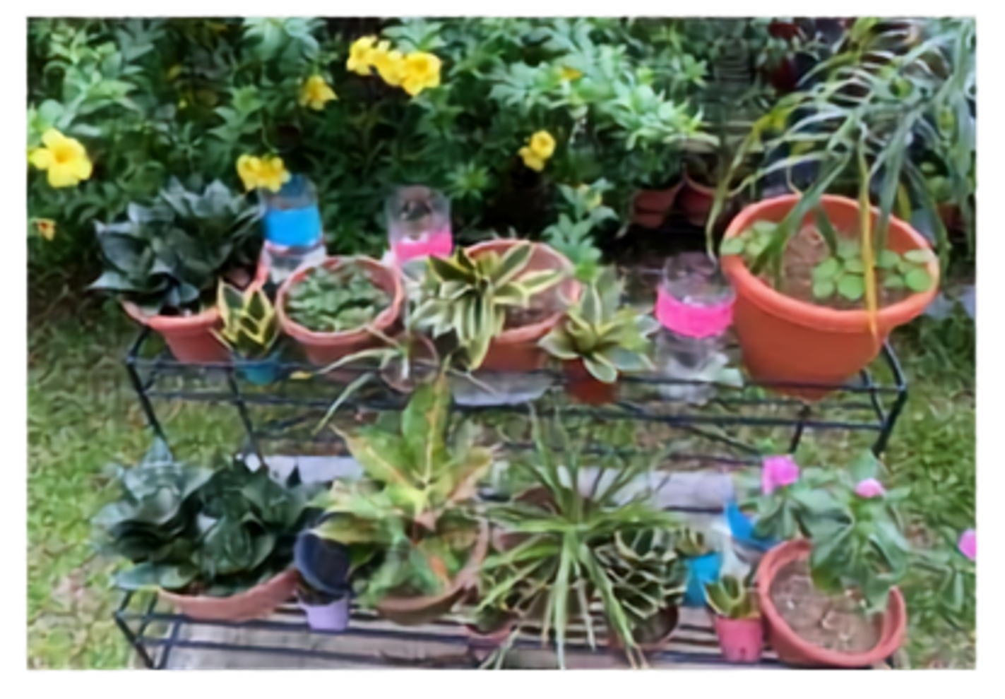 Terrariums created collaboratively by our students and the residents of Sree Narayana Mission Home are now beautifully displayed in the Home's garden, symbolizing the bond between our school and the community.